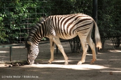 Zoo Krefeld 240710- IMG_9256
