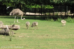 Zoo Krefeld 240710- IMG_9260_1524