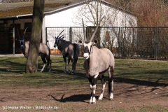 Zoo-Magdeburg-070410-IMG_9758