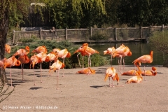 Zoo-Magdeburg-070410-IMG_9813