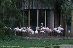 Zoo_Magdeburg_260915_IMG_9581