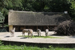 Zoo Wuppertal 040910 - IMG_1649