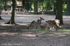 Tierpark Essehof 250610-IMG_5125