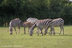 Tierpark Essehof 250610-IMG_5265