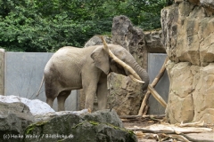 Zoo_Duisburg_280614_IMG_0531_5026