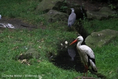 Zoo_Duisburg_280614_IMG_0641