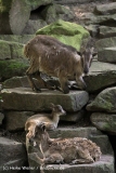 Zoo_Dortmund_190714_copy_Heike_Weiler_IMG_2325