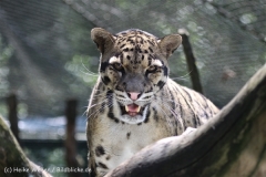Zoo_Dortmund_190714_copy_Heike_Weiler_IMG_2419