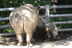 Zoo_Dortmund_190714_copy_Heike_Weiler_IMG_2617