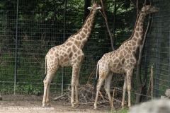 Zoo Dortmund 310711- IMG_3726