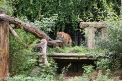 Zoo Dortmund 310711- IMG_3842