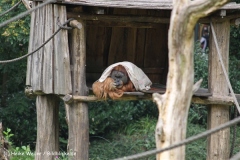 Zoo Dortmund 310711- IMG_3992