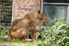 Zoo Duisburg 210810 - IMG_0641