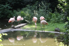Zoo Duisburg 210810 - IMG_0965