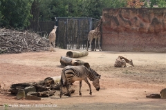 Zoo_Hannover_050914_copy_Heike_Weiler_IMG_6615