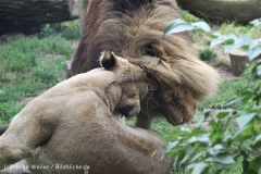 Zoo_Hannover_050914_copy_Heike_Weiler_IMG_6627