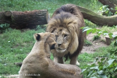 Zoo_Hannover_050914_copy_Heike_Weiler_IMG_6628