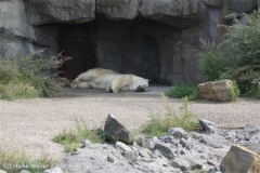 Zoo_Hannover_050914_copy_Heike_Weiler_IMG_6657