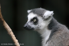 Zoo_Hannover_050914_copy_Heike_Weiler_IMG_6679