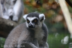 Zoo_Hannover_050914_copy_Heike_Weiler_IMG_6681