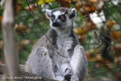 Zoo_Hannover_050914_copy_Heike_Weiler_IMG_6683