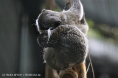 Zoo_Hannover_050914_copy_Heike_Weiler_IMG_6686