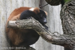 Zoo_Hannover_050914_copy_Heike_Weiler_IMG_6713