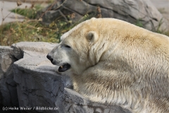 Zoo_Hannover_050914_copy_Heike_Weiler_IMG_6742