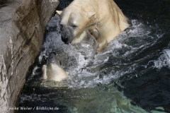 Zoo_Hannover_050914_copy_Heike_Weiler_IMG_6802