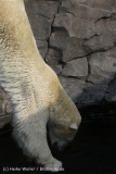 Zoo_Hannover_050914_copy_Heike_Weiler_IMG_6816