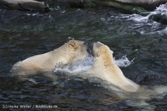 Zoo_Hannover_050914_copy_Heike_Weiler_IMG_6855