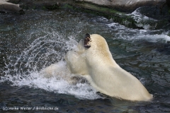 Zoo_Hannover_050914_copy_Heike_Weiler_IMG_6864