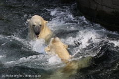 Zoo_Hannover_050914_copy_Heike_Weiler_IMG_6977