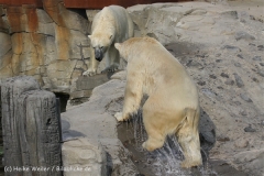 Zoo_Hannover_050914_copy_Heike_Weiler_IMG_7016
