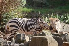 Zoo_Hannover_101014_copy_Heike_Weiler_IMG_7946