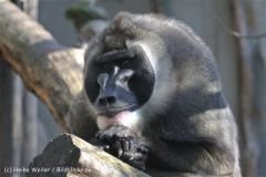 Zoo_Hannover_101014_copy_Heike_Weiler_IMG_7988