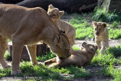Zoo_Hannover_101014_copy_Heike_Weiler_IMG_8045