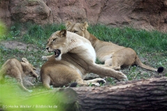 Zoo_Hannover_101014_copy_Heike_Weiler_IMG_8066