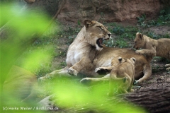 Zoo_Hannover_101014_copy_Heike_Weiler_IMG_8092
