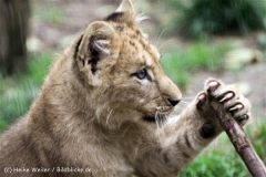 Zoo_Hannover_101014_copy_Heike_Weiler_IMG_8208