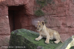 Zoo_Hannover_101014_copy_Heike_Weiler_IMG_8555