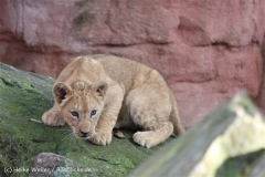 Zoo_Hannover_101014_copy_Heike_Weiler_IMG_8565