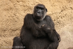 Zoo_Hannover_101014_copy_Heike_Weiler_IMG_8686