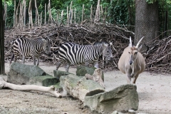 Zoo_Hannover_170714_copy_Heike_Weiler_IMG_1415