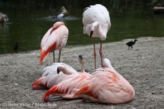 Zoo_Hannover_170714_copy_Heike_Weiler_IMG_1460