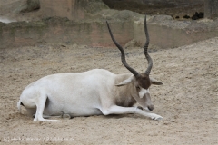 Zoo_Hannover_170714_copy_Heike_Weiler_IMG_1539