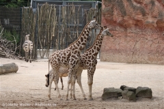 Zoo_Hannover_170714_copy_Heike_Weiler_IMG_1543