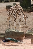 Zoo_Hannover_170714_copy_Heike_Weiler_IMG_1560