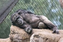 Zoo_Hannover_170714_copy_Heike_Weiler_IMG_1561