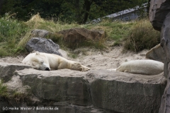 Zoo_Hannover_170714_copy_Heike_Weiler_IMG_1691
